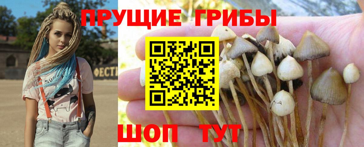 Галлюциногенные грибы мицелий  Галлюциногенные грибы GOLDEN TEACHER  Зеленокумск  Вход с VPN 